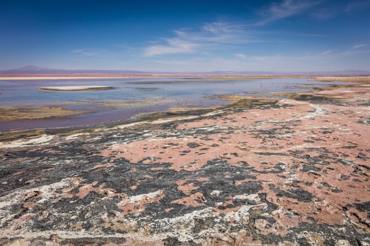 054 Atacama, Chaxa Lagoon.jpg